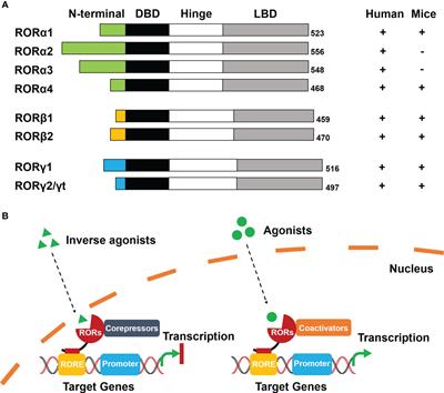 The role of retinoic acid receptor-related orphan receptors in skeletal diseases